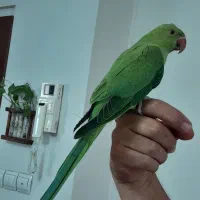 جوجه ملنگو پروازی رام ودستی ۴ماهه دونخور