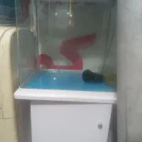 آکواریوم ماهی