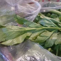 کرفس کوهی