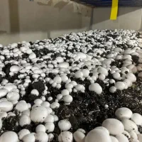 پخش گرم قارچ بسته بندی و فله درجه یک