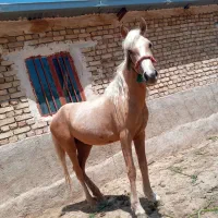 کره اسب سمند،مادیان، یورقه