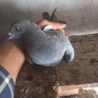 کبوتر