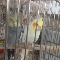 یک جفت عروس هلندی