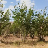 باغ-انار-بالش-آباد