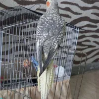 عروس هلندی گل باقالی