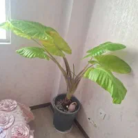 گل بابا ادم (بسیار سر حال)