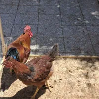 دو عدد خروس 8 ماهه
