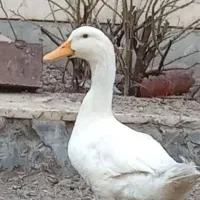 اردک