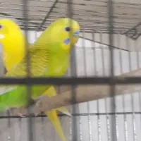 3عددمرغ عشق عالیشهر