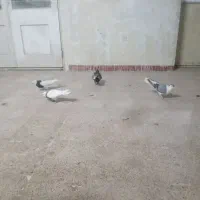 کفتر طوقی و ساده