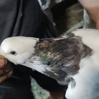 کبوتر رنگی