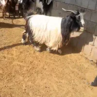 یک راس بز نر