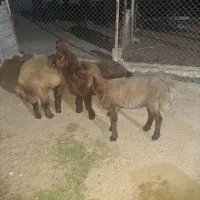 بره نر