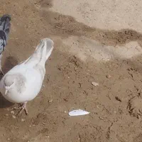 کفتر|پرنده|قوچان, |دیوار
