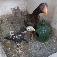جوجه خروس لاری