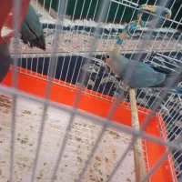 طوطی برزیلی آبی