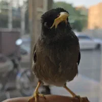 جوجه مینا