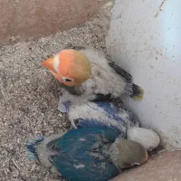 جوجه کوتوله سرلاکی پاربلو و اسپیلت پاربلو