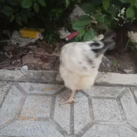 مرغ تخم گذار