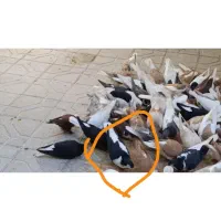 حیون گم شده