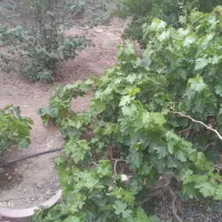 زمین چهار دیواری