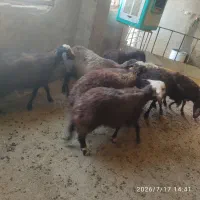 بره ماده لاغر