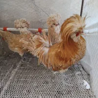 تخم مرغ نطفه دار زینتی