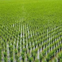 شلتوک،چلتک،برنج