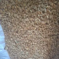 گندم|خوردنی و آشامیدنی|جوزار, |دیوار
