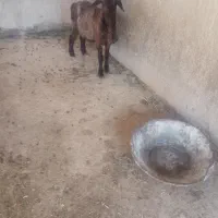 بره
