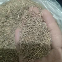 زیره سبز یا کرویه