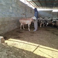 قوچ چینی اصل
