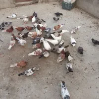 کفتر|پرنده|فاضل آباد, |دیوار