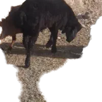 قوچ همو