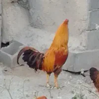 خروس چهل تاج