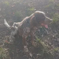 توله شکاری سیتر