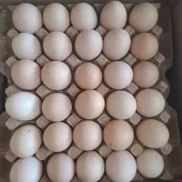 پخش عمده تخم مرغ محلی شمال