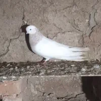 کفتر قد دار