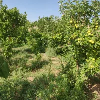 زمین-باغی