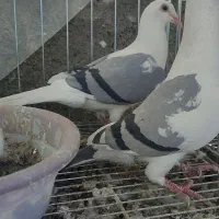 کبوتر المانی پشتار با جوجه