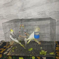 عروس هلندی
