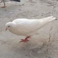 پرشی فروشی ماده خیلی خوب
