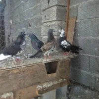 فروش دو جفت کبوتر