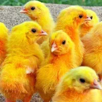 مرغ تلفاتی