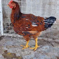 جوجه کوشین و خروس گلپایگانی