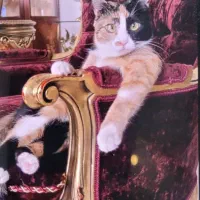 واگذاری رایگان گربه ماده عقیم