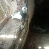 ترک