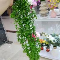 ریسه شمشاد