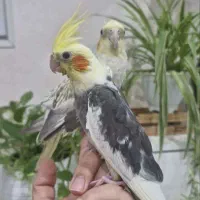 فروش عروس هلندی