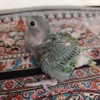 طوطی ملنگو